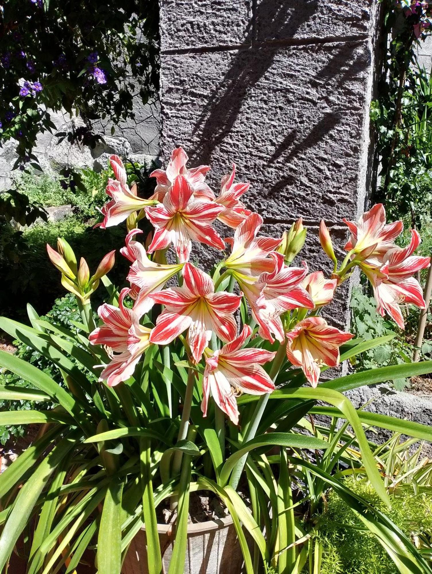 Casa Romeo Villa Adrano Eksteriør billede